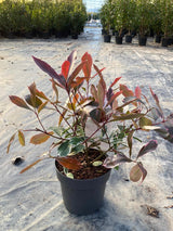 Bild von Glanzmispel 'Pink Marble'® im Onlineshop von Bohlken Pflanzenversand GbR