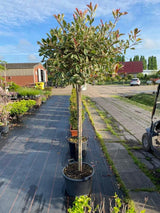 Bild von Glanzmispel 'Pink Marble'® im Onlineshop von Bohlken Pflanzenversand GbR