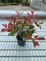 Bild von Glanzmispel 'Pink Marble'® im Onlineshop von Bohlken Pflanzenversand GbR