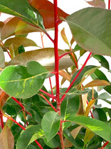 Bild von Glanzmispel 'Red Light' im Onlineshop von Bohlken Pflanzenversand GbR