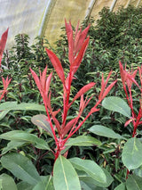 Bild von Glanzmispel 'Red Light' im Onlineshop von Bohlken Pflanzenversand GbR