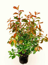 Bild von Glanzmispel 'Red Light' im Onlineshop von Bohlken Pflanzenversand GbR