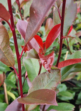 Bild von Glanzmispel 'Red Robin' im Onlineshop von Bohlken Pflanzenversand GbR