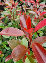 Bild von Glanzmispel 'Red Robin' im Onlineshop von Bohlken Pflanzenversand GbR