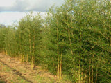 Bild von Goldener Peking Bambus Phyllostachys aureosucata Aureocaulis im Onlineshop von Bohlken Pflanzenversand GbR