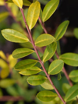 Bild von Goldgelber Berg-Ilex 'Golden Gem' im Onlineshop von Bohlken Pflanzenversand GbR