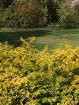 Bild von Goldgelber Berg-Ilex 'Golden Gem' im Onlineshop von Bohlken Pflanzenversand GbR