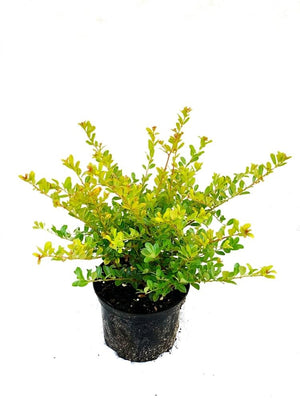 Bild von Goldgelber Berg-Ilex 'Golden Gem' im Onlineshop von Bohlken Pflanzenversand GbR