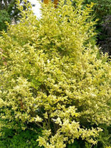 Bild von Goldliguster, Ligustrum ovalifolium 'Aureum' im Onlineshop von Bohlken Pflanzenversand GbR