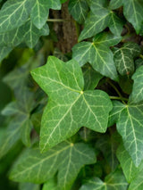 Bild von Großblättriger Efeu im Onlineshop von Bohlken Pflanzenversand GbR