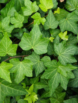 Bild von Großblättriger Efeu im Onlineshop von Bohlken Pflanzenversand GbR