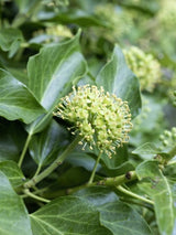 Bild von Großblättriger Efeu im Onlineshop von Bohlken Pflanzenversand GbR