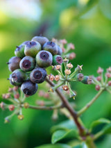 Bild von Großblättriger Efeu im Onlineshop von Bohlken Pflanzenversand GbR