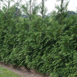 Bild von Grüner Riesen Lebensbaum 'Atrovirens' im Onlineshop von Bohlken Pflanzenversand GbR