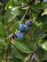 Bild von Haferschlehe, Haferpflaume im Onlineshop von Bohlken Pflanzenversand GbR