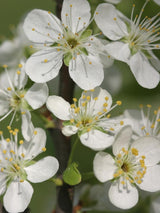 Bild von Haferschlehe, Haferpflaume im Onlineshop von Bohlken Pflanzenversand GbR