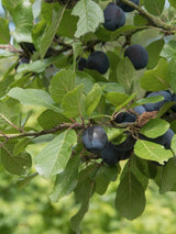 Bild von Haferschlehe, Haferpflaume im Onlineshop von Bohlken Pflanzenversand GbR