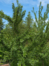 Bild von Haferschlehe, Haferpflaume im Onlineshop von Bohlken Pflanzenversand GbR