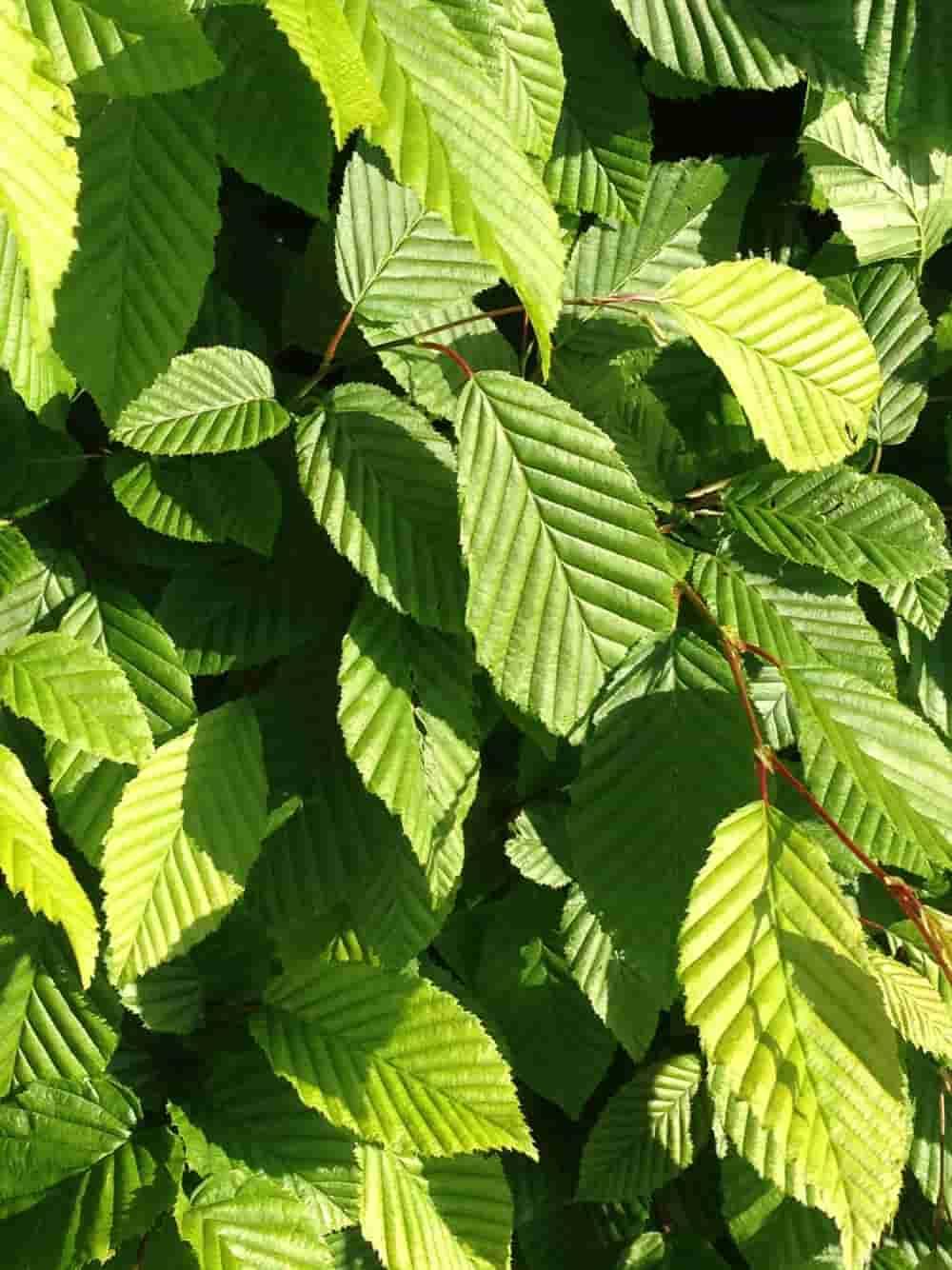 Jetzt Hainbuche, Weißbuche online kaufen bei Bohlken Pflanzenversand