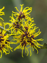 Bild von Zaubernuss 'Arnold Promise' im Online-Shop der Bohlken Baumschulen