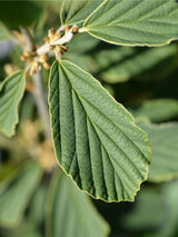 Bild von Zaubernuss 'Arnold Promise' im Online-Shop der Bohlken Baumschulen