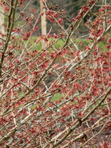 Bild von Hamamelis x intermedia 'Feuerzauber' im Online-Shop der Bohlken Baumschulen