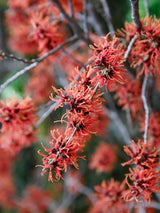 Bild von Zaubernuss Hamamelis x intermedia 'Feuerzauber' im Online-Shop der Bohlken Baumschulen