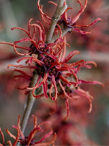 Bild von Zaubernuss 'Feuerzauber' im Online-Shop der Bohlken Baumschulen