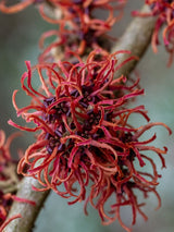 Bild von Hamamelis x intermedia 'Feuerzauber' im Online-Shop der Bohlken Baumschulen