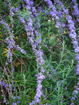 Bild von Hängender Sommerflieder 'Unique' im Onlineshop von Bohlken Pflanzenversand GbR