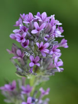 Bild von Hängender Sommerflieder 'Unique' im Onlineshop von Bohlken Pflanzenversand GbR