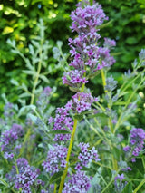 Bild von Hängender Sommerflieder 'Unique' im Onlineshop von Bohlken Pflanzenversand GbR