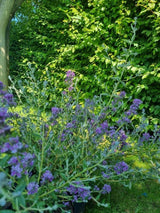 Bild von Hängender Sommerflieder 'Unique' im Onlineshop von Bohlken Pflanzenversand GbR