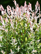 Bild von Harlekinweide, Zierweide 'Hakuro Nishiki' im Onlineshop von Bohlken Pflanzenversand GbR