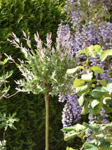 Bild von Harlekinweide, Zierweide 'Hakuro Nishiki' im Onlineshop von Bohlken Pflanzenversand GbR