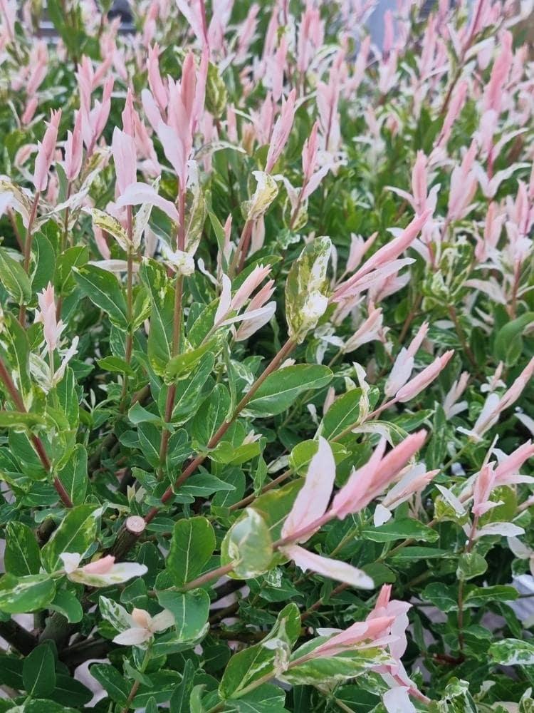 Bild von Harlekinweide, Zierweide 'Hakuro Nishiki' im Onlineshop von Bohlken Pflanzenversand GbR