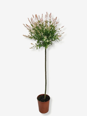 Bild von Harlekinweide, Zierweide 'Hakuro Nishiki' im Onlineshop von Bohlken Pflanzenversand GbR