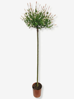 Bild von Harlekinweide, Zierweide 'Hakuro Nishiki' im Onlineshop von Bohlken Pflanzenversand GbR