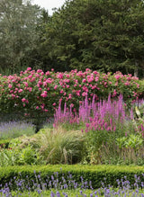 Bild von Heckenrose 'Rubra' im Onlineshop von Bohlken Pflanzenversand GbR