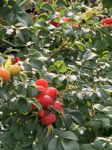 Bild von Heckenrose 'Rubra' im Onlineshop von Bohlken Pflanzenversand GbR
