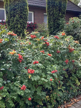 Bild von Heckenrose 'Rubra' im Onlineshop von Bohlken Pflanzenversand GbR