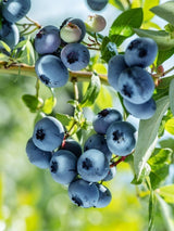 Bild von Heidelbeere 'Blue Suede' ® im Onlineshop von Bohlken Pflanzenversand GbR