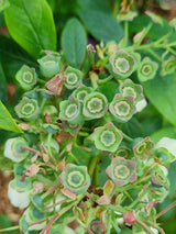 Bild von Heidelbeere 'Blue Suede' ® im Onlineshop von Bohlken Pflanzenversand GbR