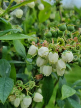 Bild von Heidelbeere 'Blue Suede' ® im Onlineshop von Bohlken Pflanzenversand GbR