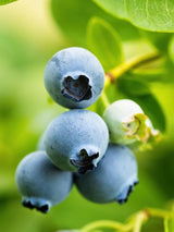 Bild von Heidelbeere 'Blue Suede' ® im Onlineshop von Bohlken Pflanzenversand GbR
