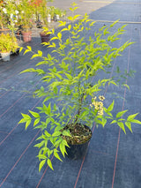 Bild von Heiliger Bambus, Himmelsbambus 'Aurea' im Onlineshop von Bohlken Pflanzenversand GbR