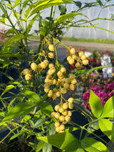 Bild von Heiliger Bambus, Himmelsbambus 'Aurea' im Onlineshop von Bohlken Pflanzenversand GbR