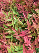 Bild von Heiliger Bambus, Himmelsbambus 'Obsessed' im Onlineshop von Bohlken Pflanzenversand GbR