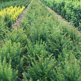 Bild von Heimische Eibe im Onlineshop von Bohlken Pflanzenversand GbR