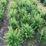 Bild von Heimische Eibe im Onlineshop von Bohlken Pflanzenversand GbR